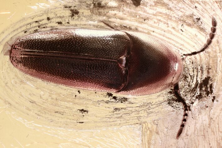 Detailed Fossil False Click Beetle (Eucnemidae) in Baltic Amber #367420
